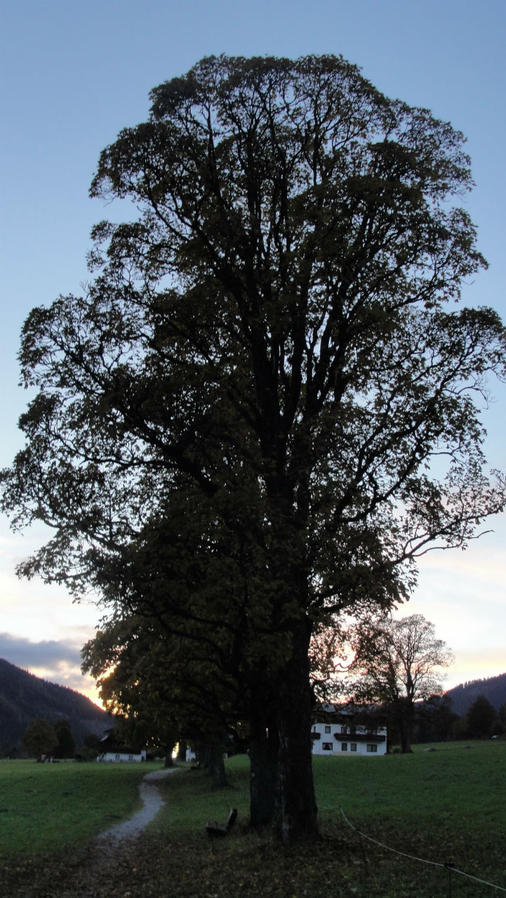 Деревца для любителей отречься от мирской суеты.
Хотя какая в Австрии суета? Рамзау-ам-Дахштайн, Австрия