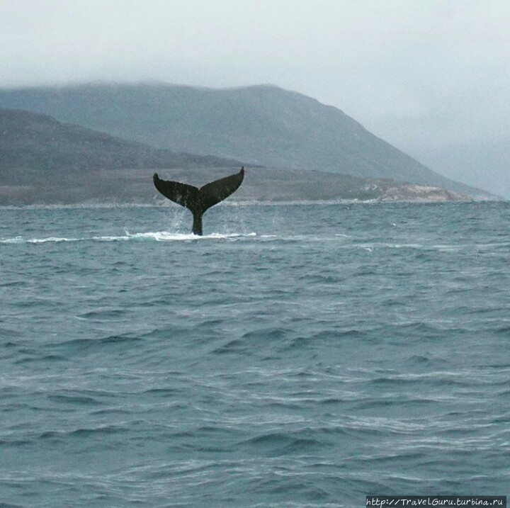 Чтобы увидеть китов, от города и уезжать не нужно. Какорток, Гренландия