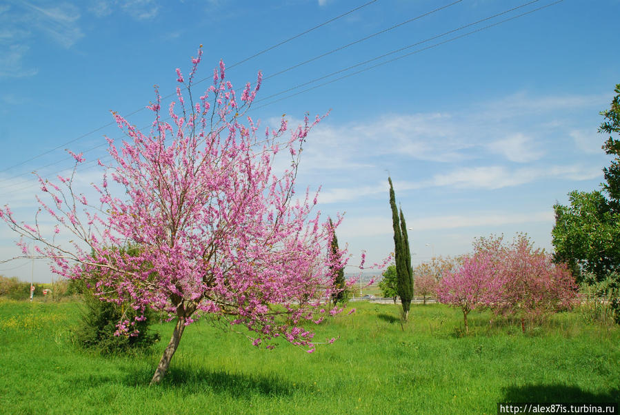 Весна на севере Израиля, нахаль ашофэт Израиль