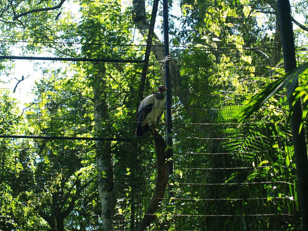 Парк птиц Фос-ду-Игуасу, Бразилия