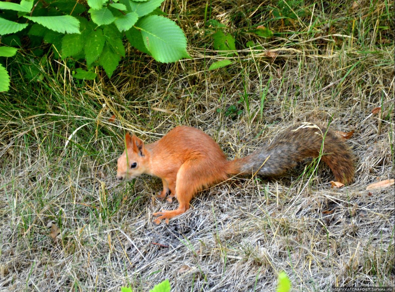 Лето. Рыжик Можайск, Россия