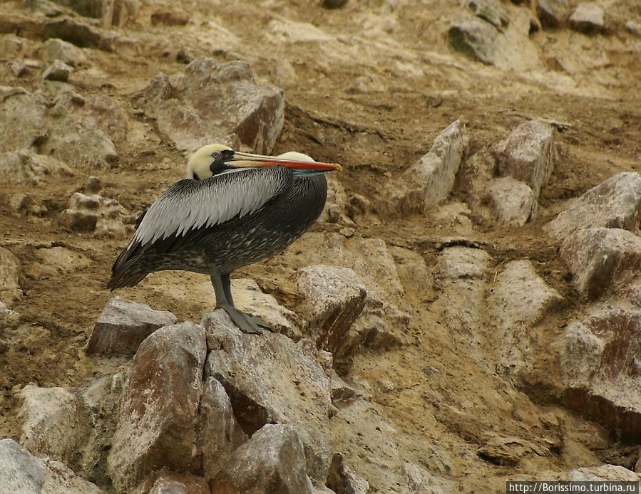 Пеликан Перу