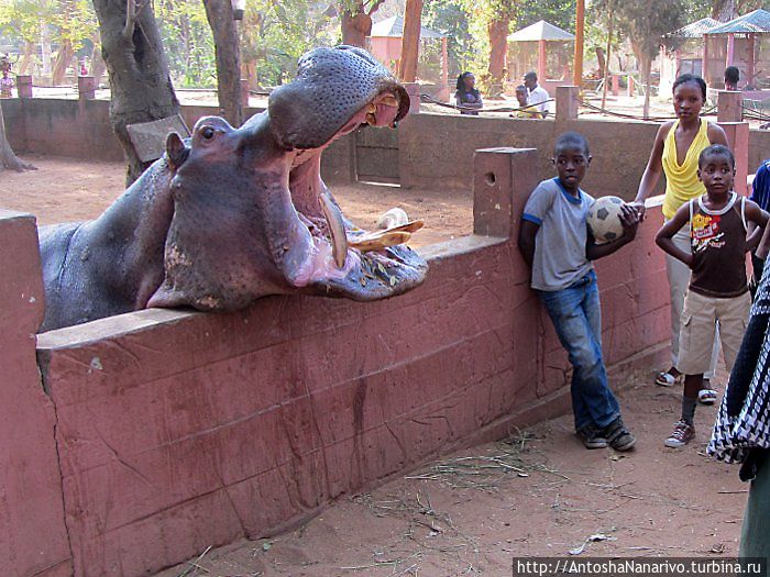 Бегемот рот раскрыл -2.