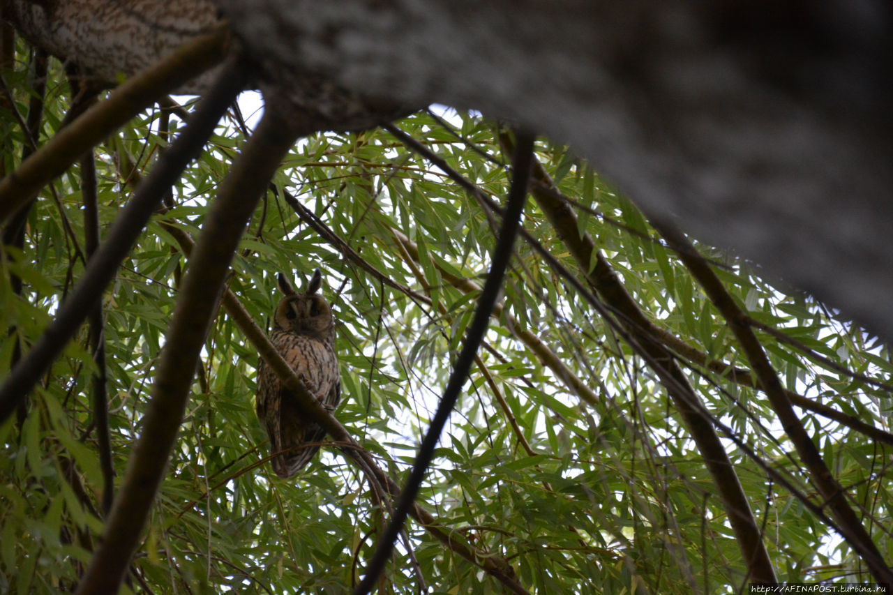 Незваная гостья Москва и Московская область, Россия