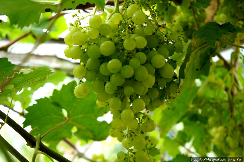 Преддверие  осени... Южно-Сахалинск, Россия