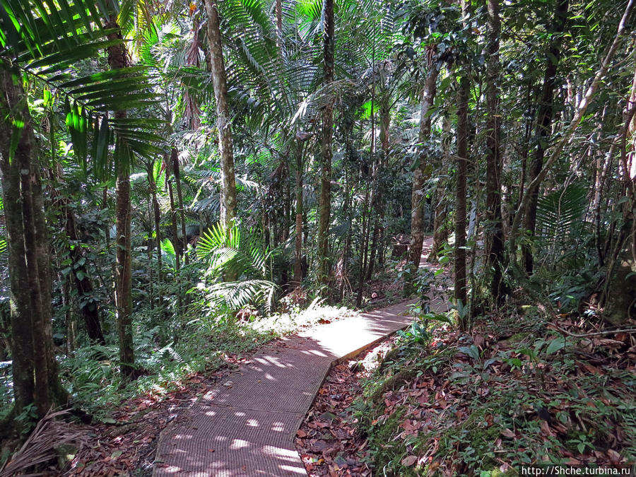 начало дороги больших деревьев Эль Юнке Национальный Лес, Пуэрто-Рико