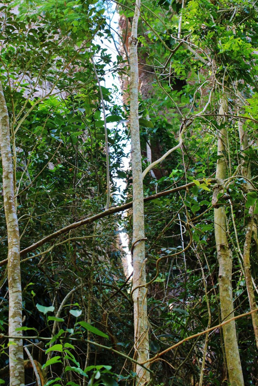 Арениты Вила-Велья Природный Парк Штата, Бразилия