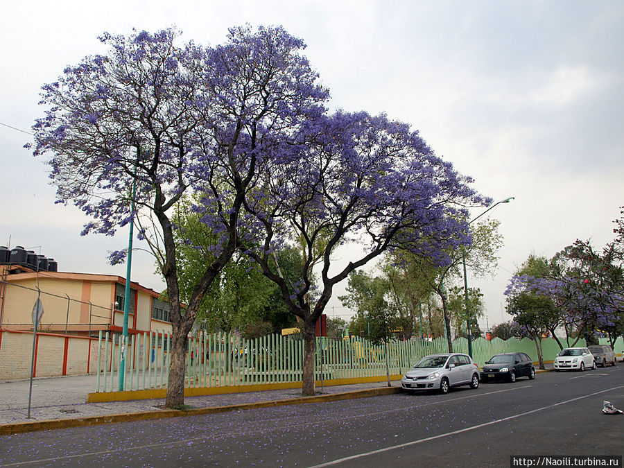 Когда приходит весна? Мехико, Мексика