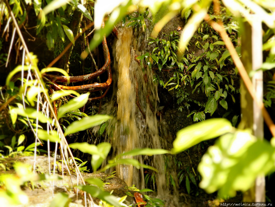 Всюду шумит вода! От больших и маленьких водопадов со скал, от ручьев и просто капельс деревьев... Бако Национальный Парк, Малайзия