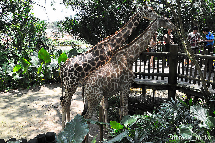 Дальше были жирафы. Со специального помоста можно было с ними более тесно познакомиться и даже покормить. Сингапур (город-государство)