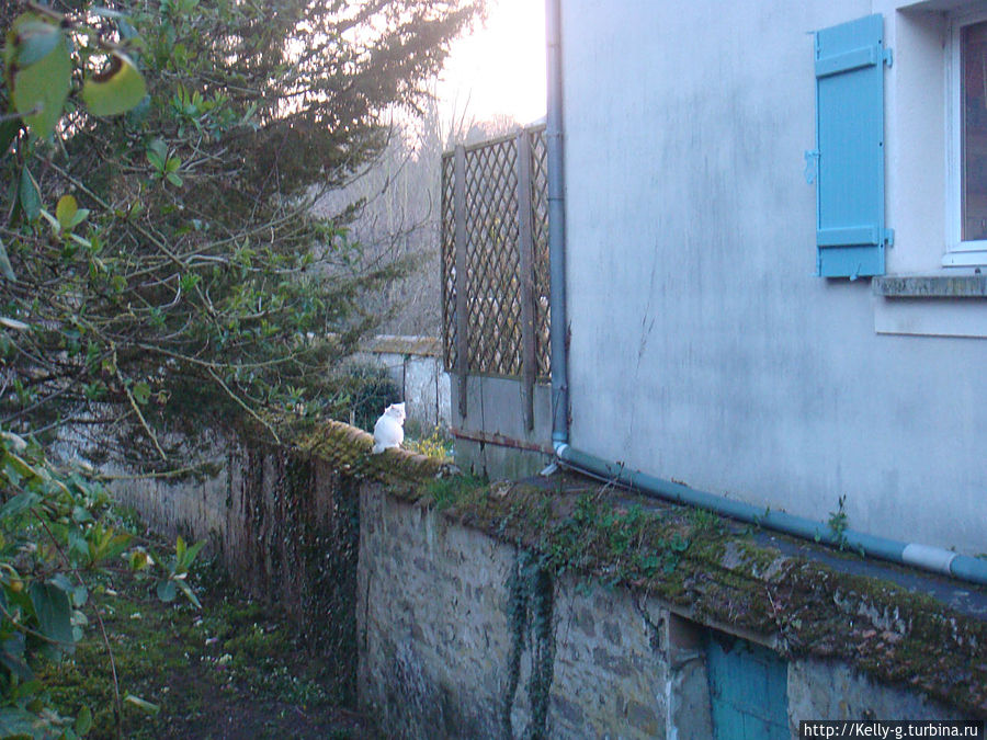 Белый французский кот Самуа-сюр-Сена, Франция