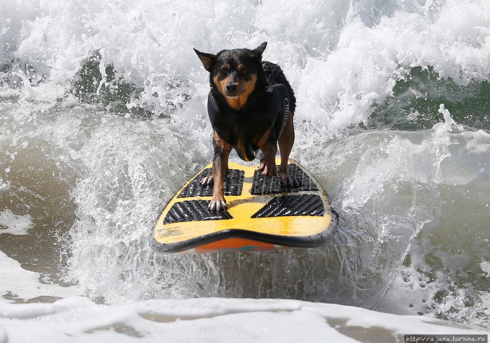 Калифорния — это собачий рай!