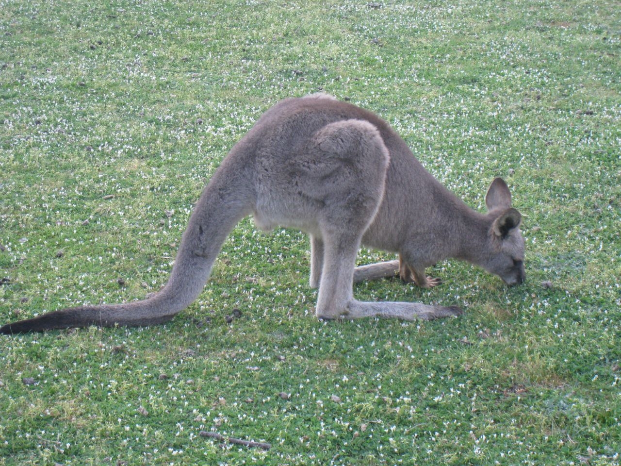 Плантейшен Кэмпграунд Грампианс Национальный Парк, Австралия