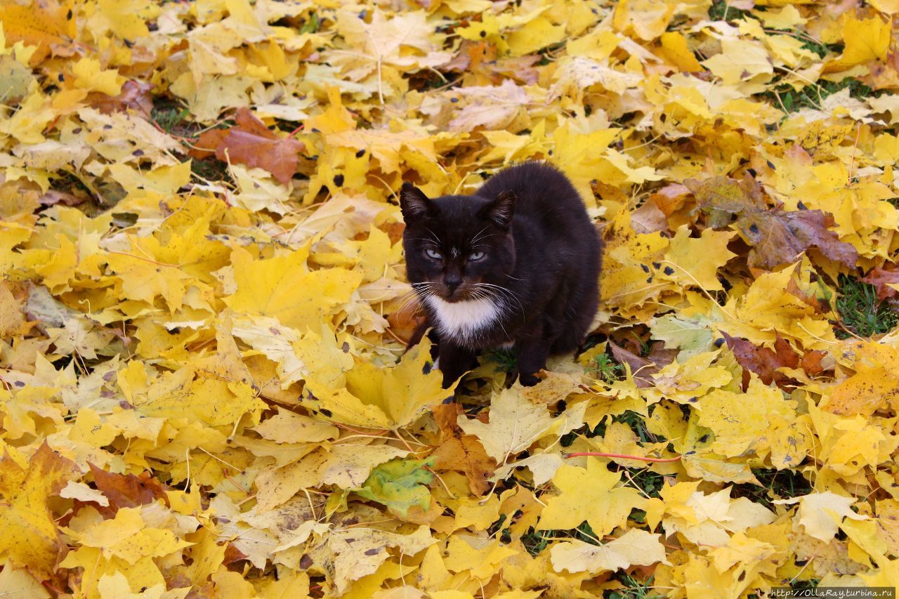 Монастырский кот Киржач, Россия
