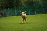 Золотая швейцарская корова (на территории СПА-курорта в Штоосе)