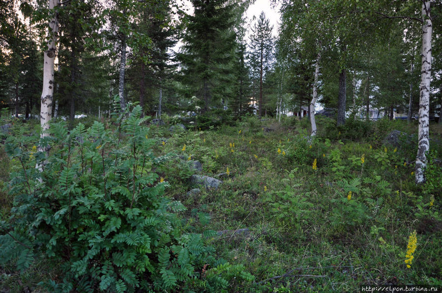 Camp Frevisören Каликс, Швеция