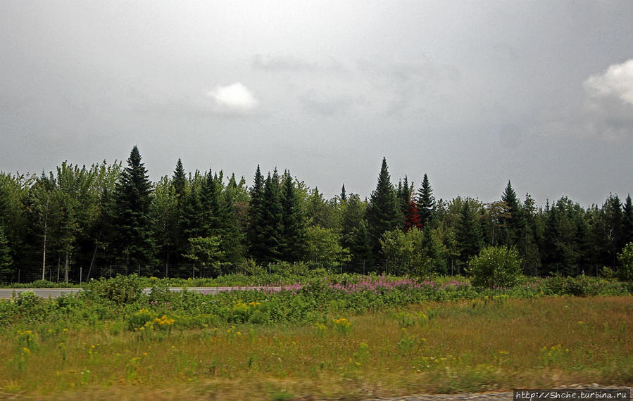 Сотни километров картинка за окном практически не меняется Провинция Нью-Брансуик, Канада