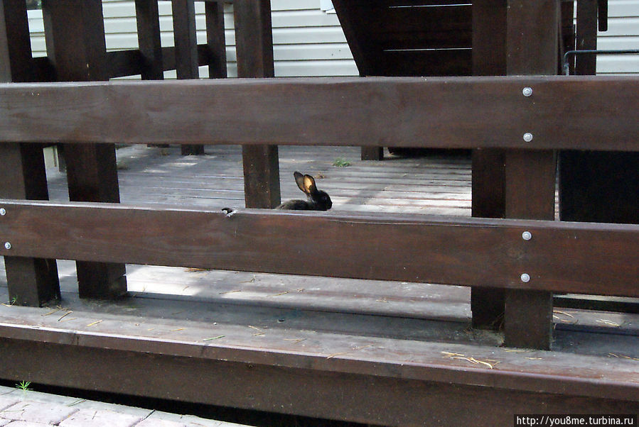 Поймайте мне кролика Нижегородская область, Россия