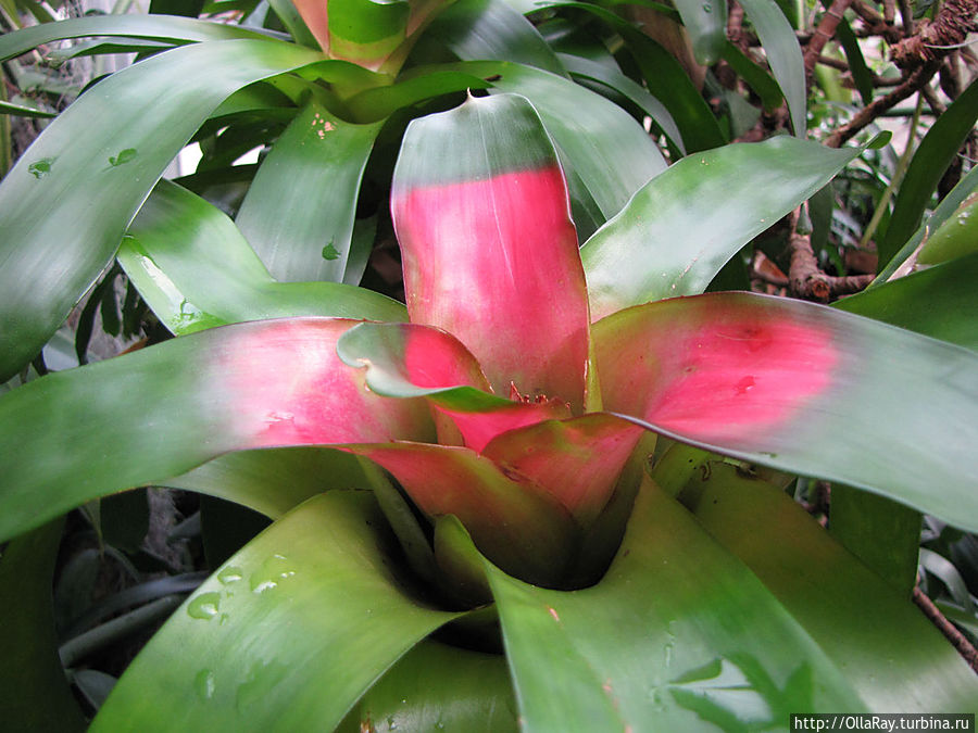 В оранжерее орхидей и бегоний.