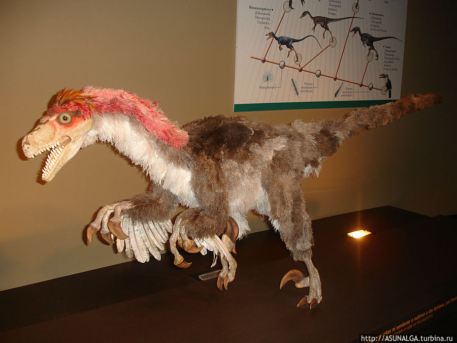 В меловом зале представлен последний период мезозоя (от 142 до 65 миллионов лет назад). Описаны биологические и социальные особенности поведения динозавров, причины их вымирания в конце мелового периода, что часто объясняют падением метеорита, извержениями вулканов и интенсивными географическими и климатическими изменениями. Также описана эволюция птиц. Представлены археоптерикс (доисторическая птица) и динозавры-дромеозавриды, такие как дейноних, велоцираптор и дромеозавр. Есть и тираннозавр. Также в музее представлена ранняя кайнозойская фауна.