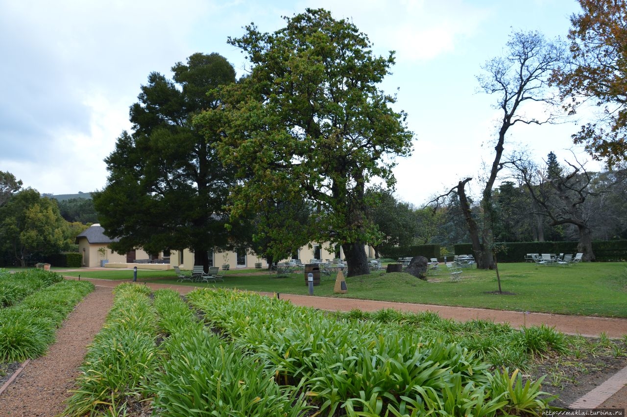 Реликтовые камфорные деревья, посаженные в 1705 г. основателем винодельни —  Виллемом ван дер Стелом Западная Капская провинция, ЮАР
