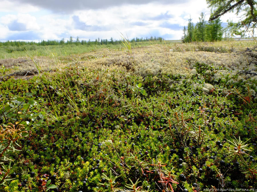 Ветер дует, солнце светит, всем вам тундровый приветик! Игарка, Россия