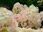 В отличие от цветков других сортов гортензии метельчатой, в разной степени розовеющих по мере отцветания, у сорта БОБО они розовеют по краям лепестков... Очень нежно!