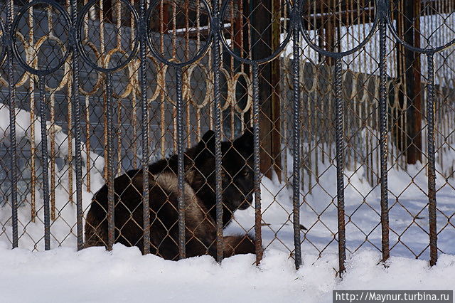 Обыкновенный волк.Сегодня он смотрит приветливее. Южно-Сахалинск, Россия