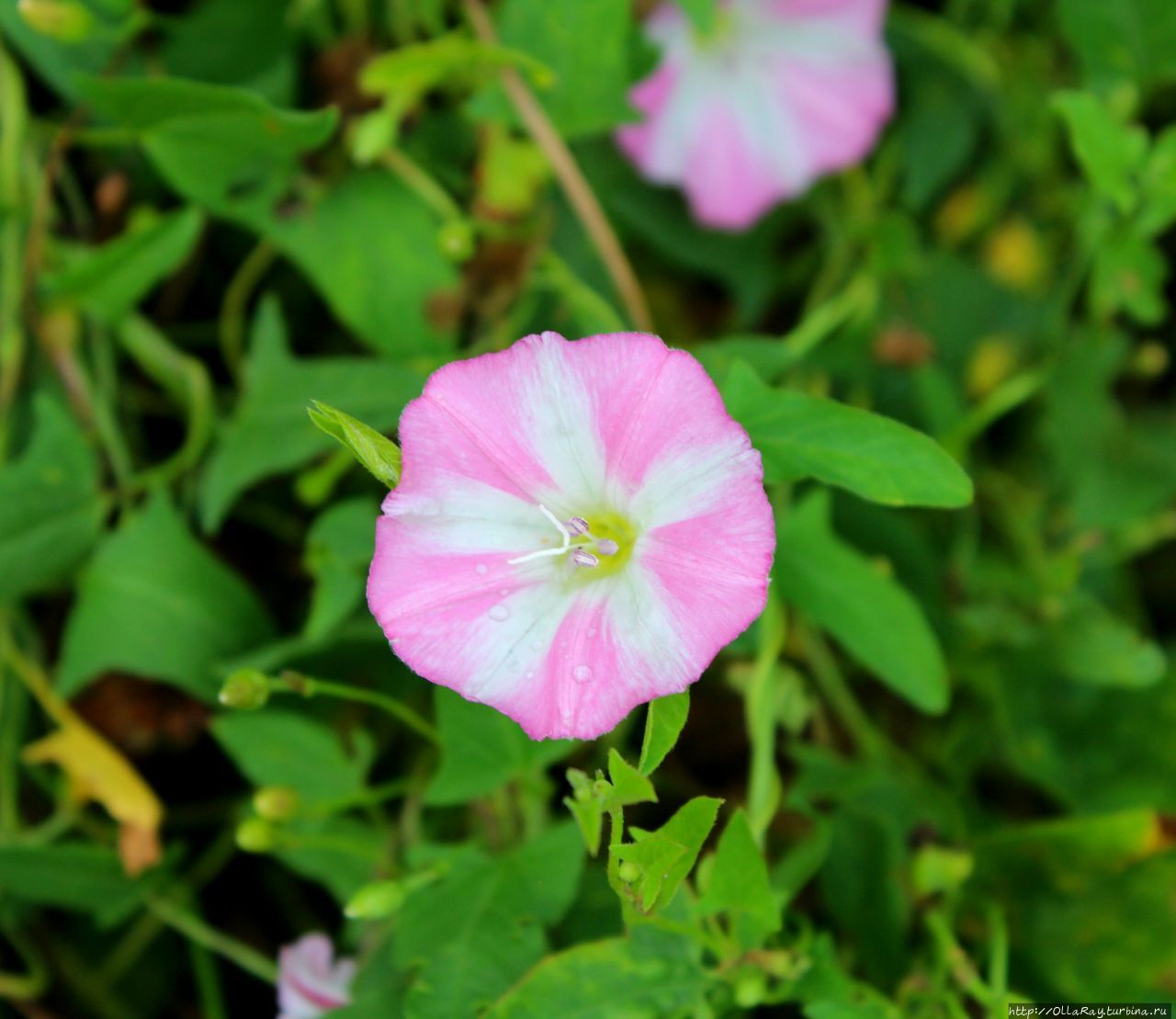 Есть в нежном розовом цвете некоторое очарование, что делает притягательным даже банальный вьюнок, что растёт как сорняк везде в Нижегородской области, да и не только там.