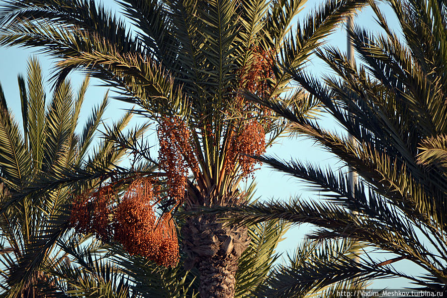 Финиковая пальма Агадир, Марокко