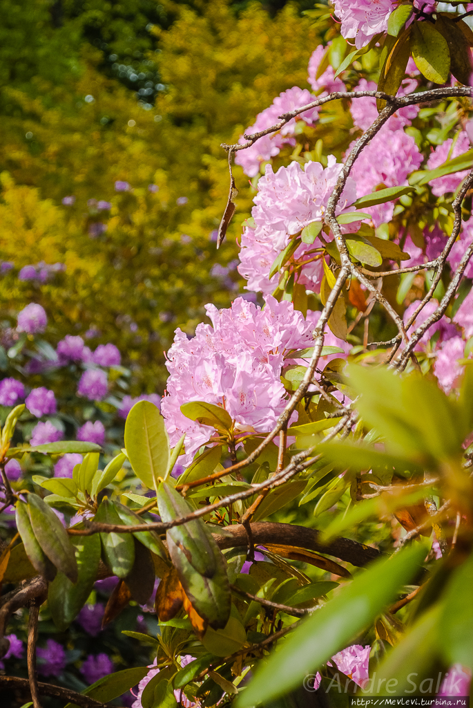 Ботанический сад в июне Рига, Латвия