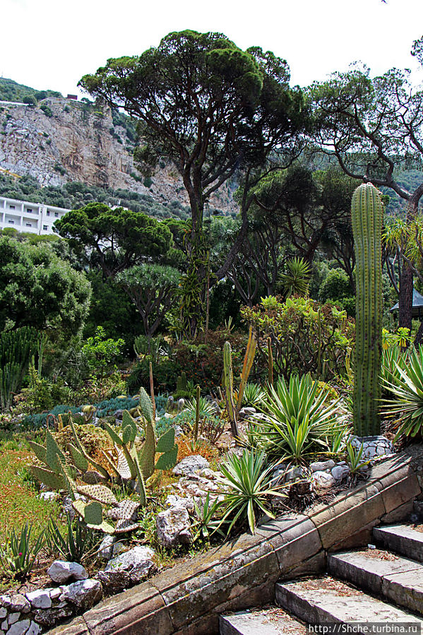 Прогулка по аллеям Ботанического сада Гибралтара Гибралтар город, Гибралтар