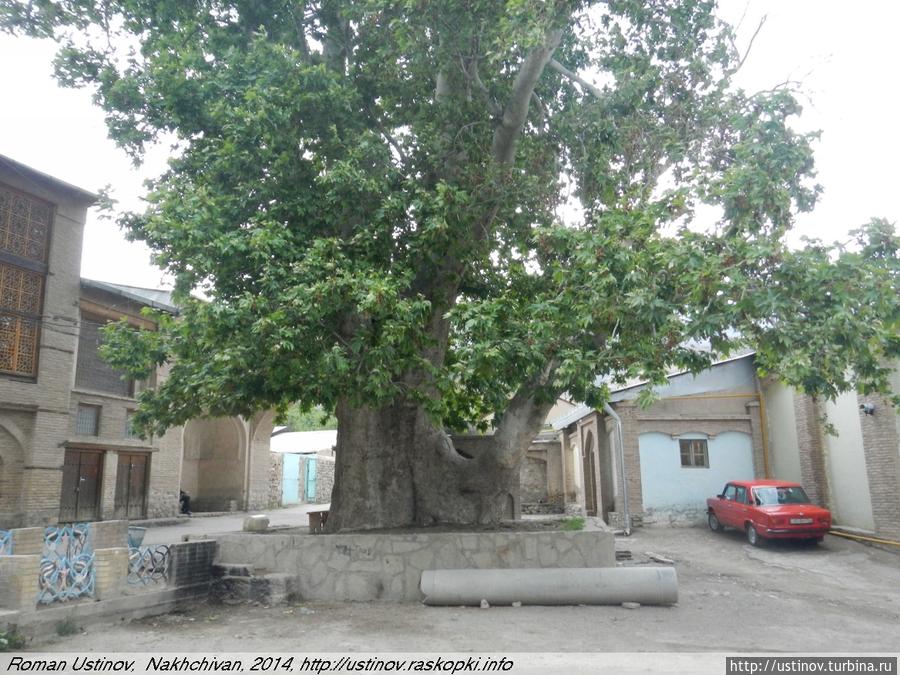 огромнейшее дерево, по заверениям местных, ему 400 лет. Ордубад, Азербайджан