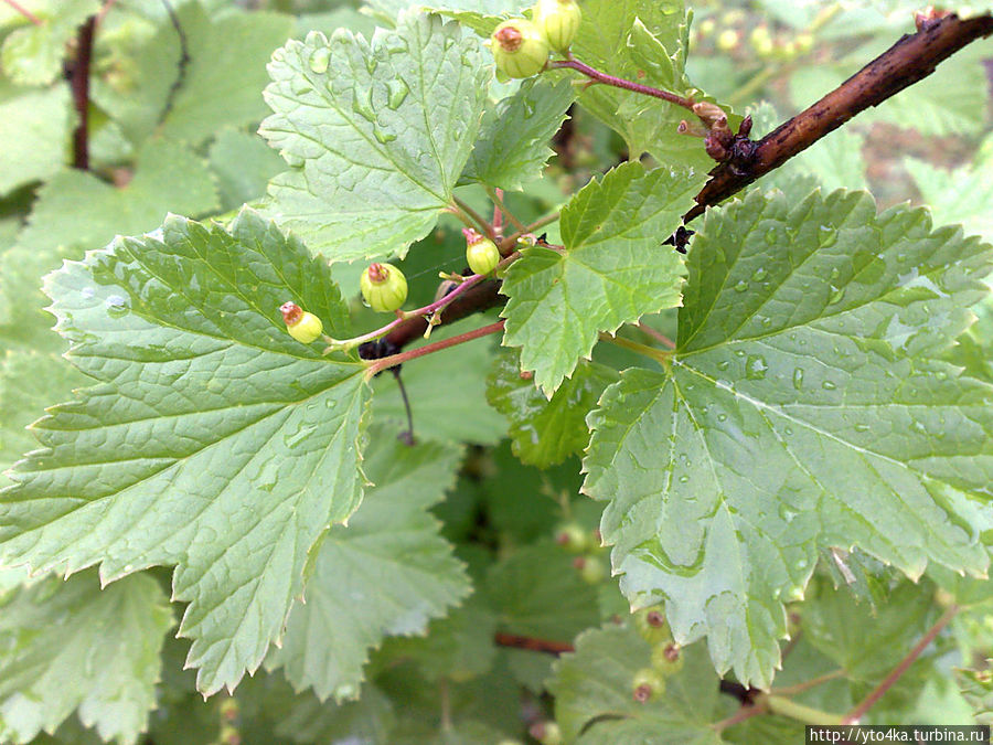 Красная смородина Раменское, Россия