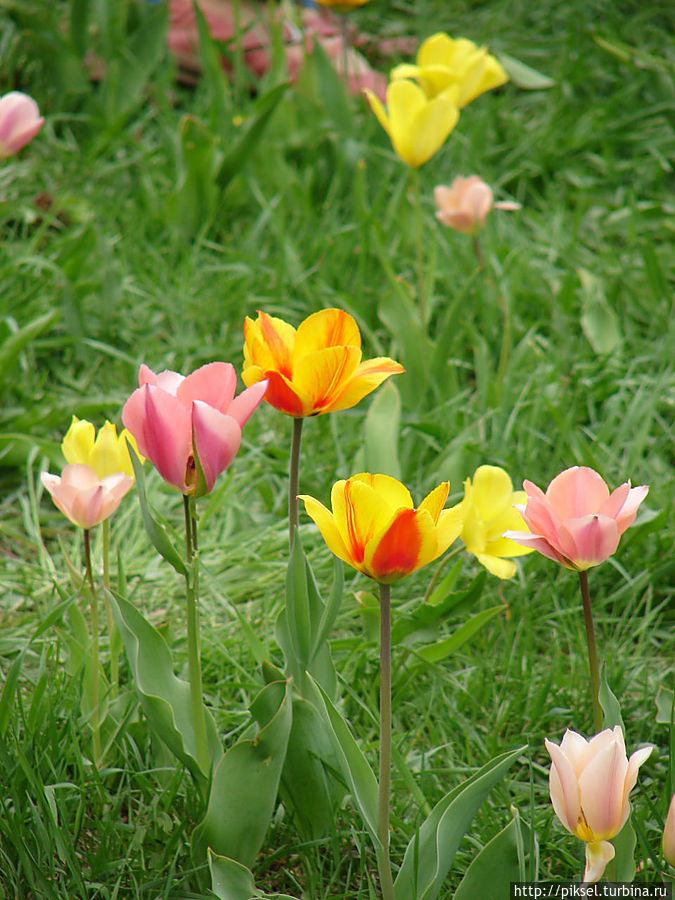 Весенняя феерия Певческого поля Киев, Украина