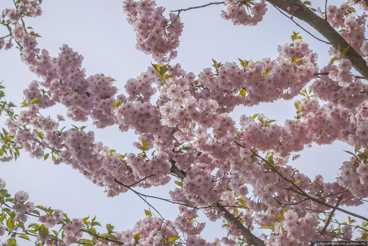 Таинство цветения сакуры Рига, Латвия
