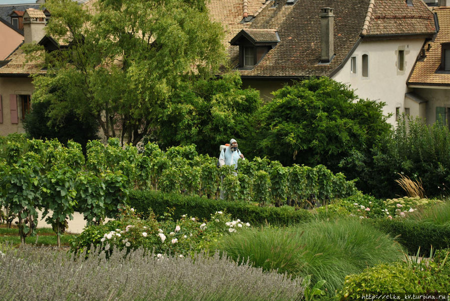 Виноградники у ньонского замка Кантон Во, Швейцария