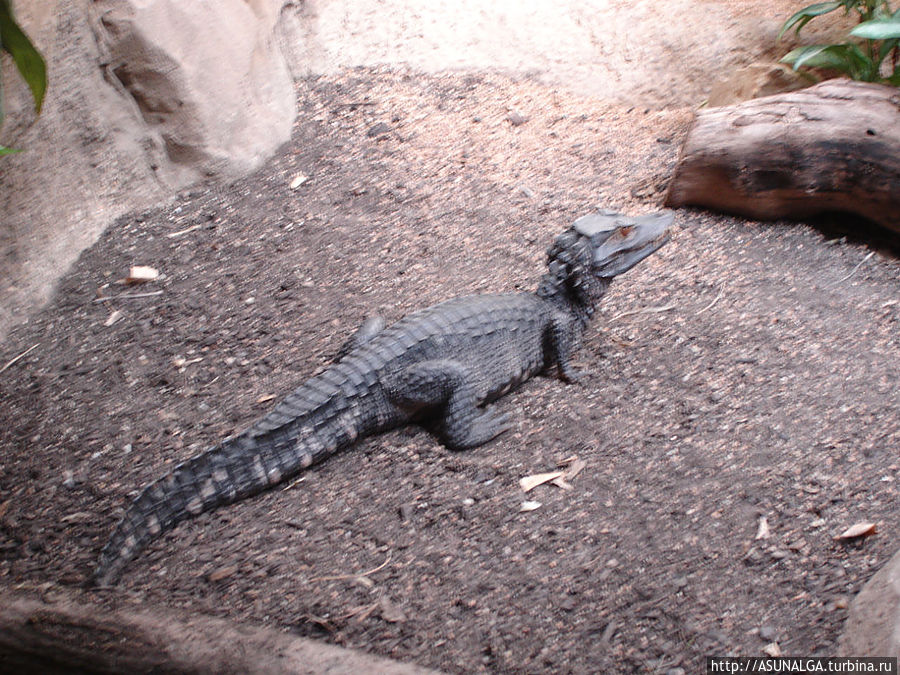 Зоопарк в Барселоне (Barcelona Zoo) находится практически в центре города. Это одно из популярных и наиболее часто посещаемых мест в Барселоне. Замечательный вариант отдыха для всей семьи. Здесь содержится около 8000 животных и более 400 видов со всех континентов земного шара. К радости и детей, и взрослых, в зоопарке представлены веселые и игривые детеныши диких кошек... Барселона, Испания