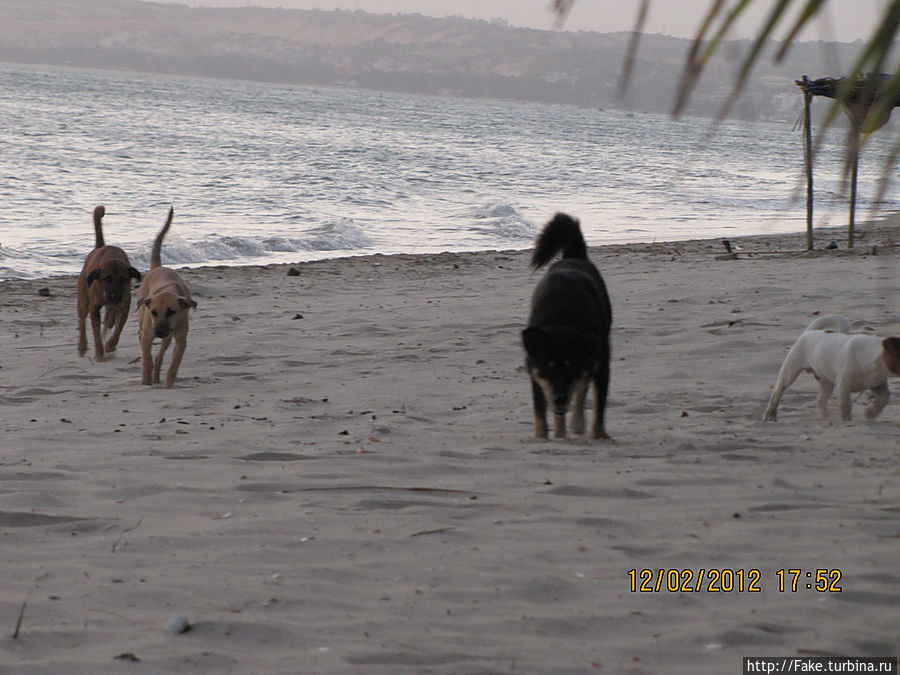 собаки пробегали по пляжу счастливые от того что спала жара)