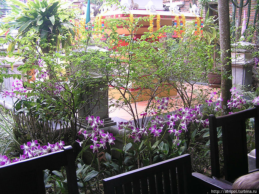 Орхидеи- символы Тайланда Пхукет, Таиланд