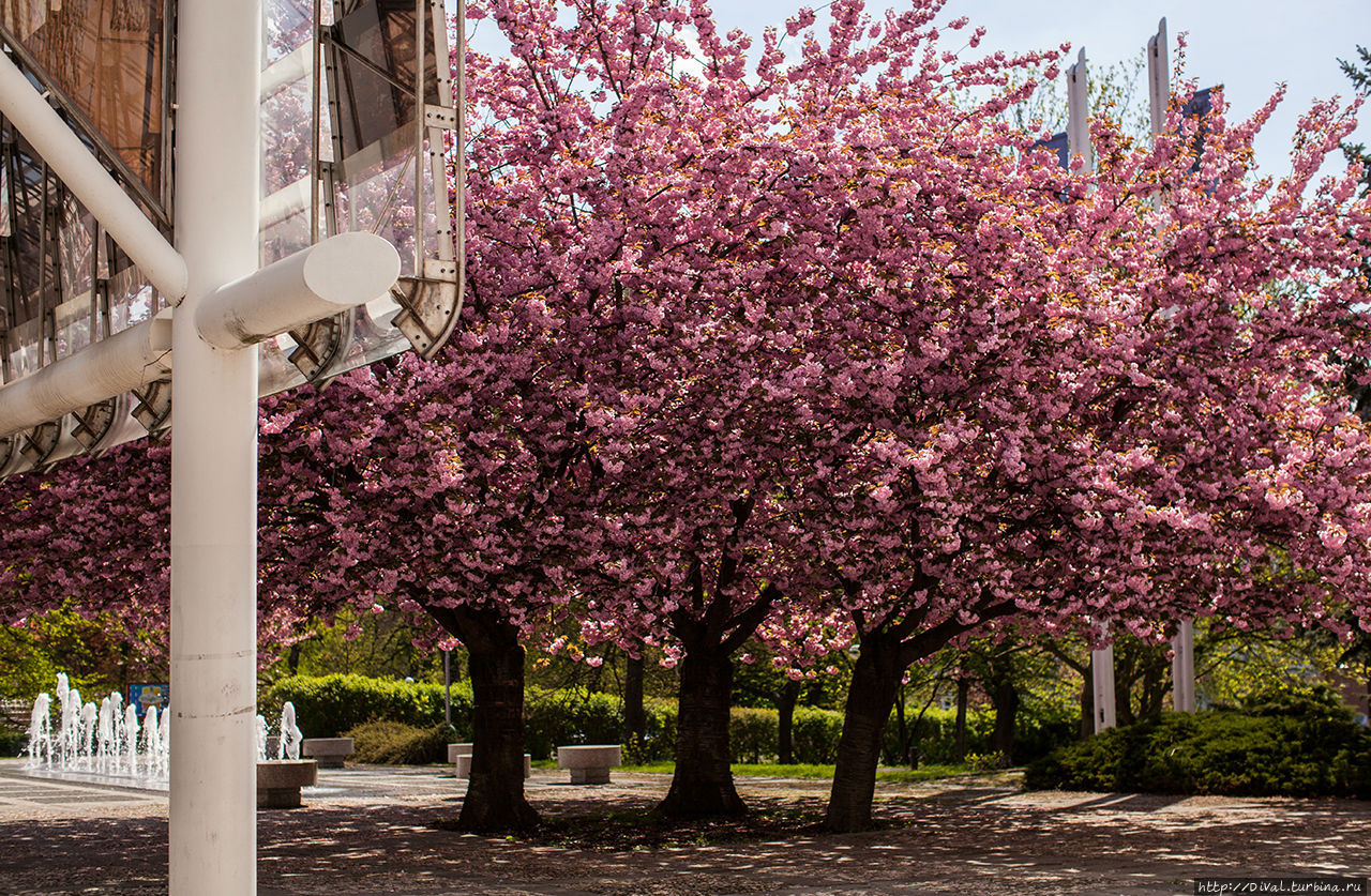 Богемия. Времена года: конец  апреля, 2015. Теплице в цвету. Теплице, Чехия