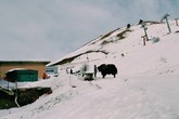 Впервые в жизни попробовал шашлык из яка, понравилось.