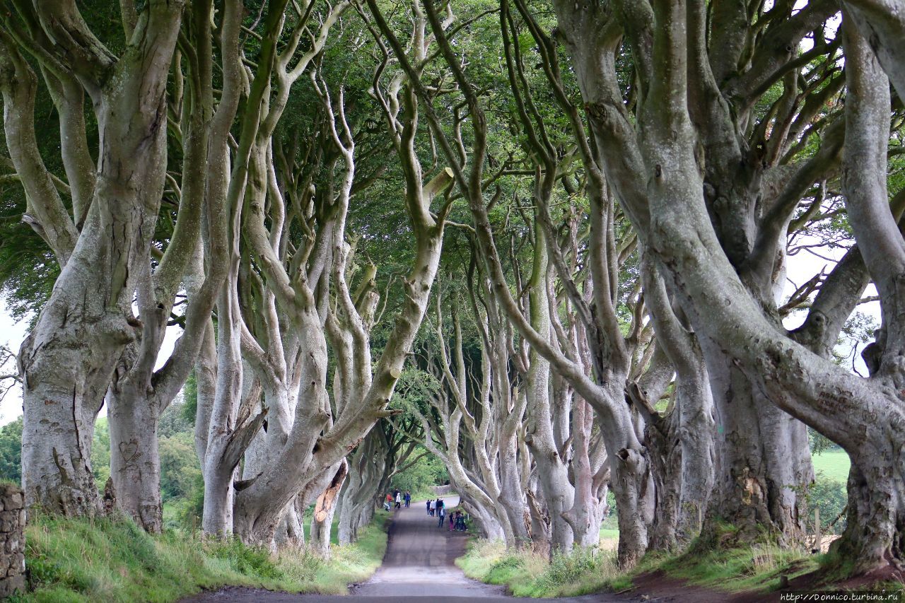 Темная Аллея Dark Hedges и темные века Dark Ages Дарк-Хеджес, Великобритания