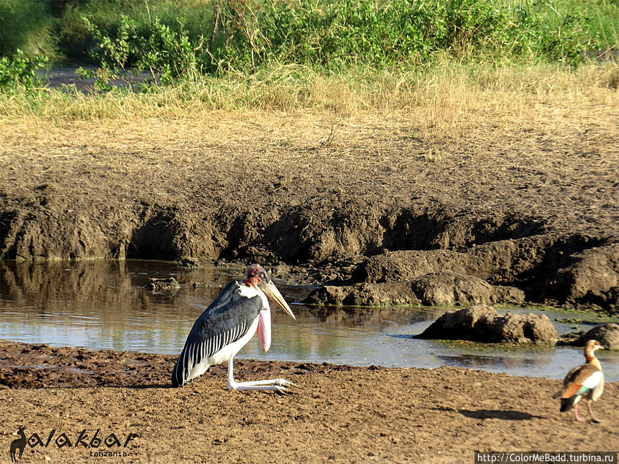 Marabou Stork называется Танзания