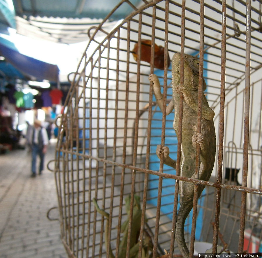 Хамелеон в висящей у входа в магазин клетке Сусс, Тунис