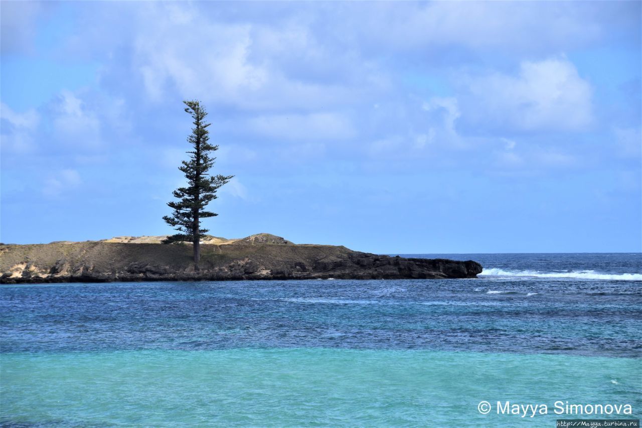 Lone Pine. Одинокая сосна. Все регионы Остров Норфолк, Остров Норфолк