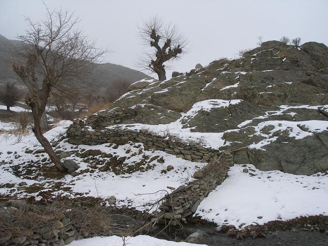 Тутовники. Самарканд, Узбекистан