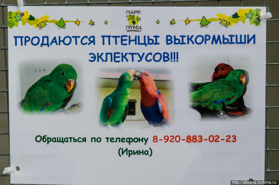 Здесь можно прикупить не только попугаев, но и ежиков и еще кого-то! Москва, Россия