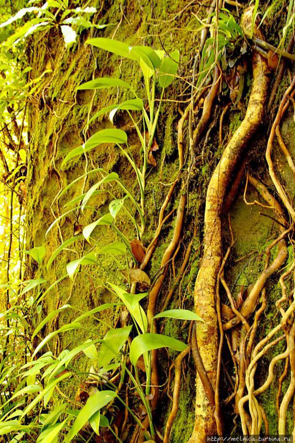 Красиво... но стоишь, и невольно пристально всматриваешься: корень-не корень?)) Бако Национальный Парк, Малайзия
