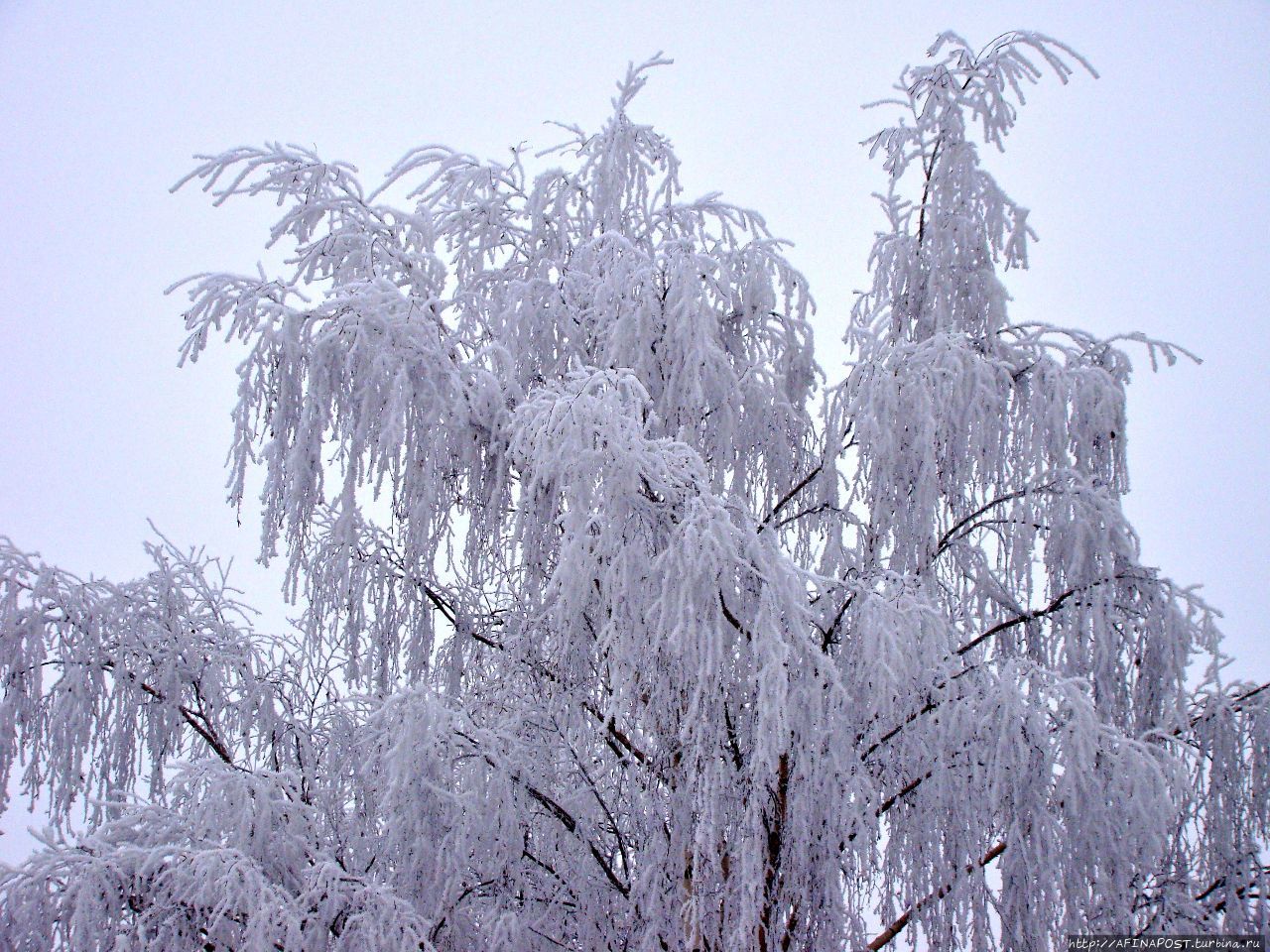 Зима. Синички-невелички Москва и Московская область, Россия